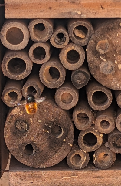 Das Summen der Rostroten Mauerbiene