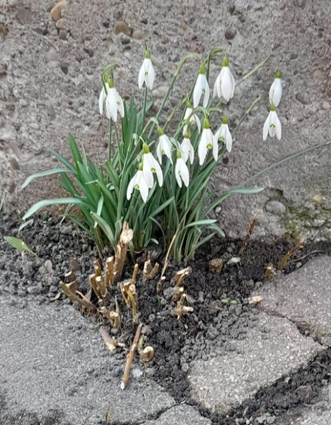 Schneeglöckchen sind mir Seelenwärmer