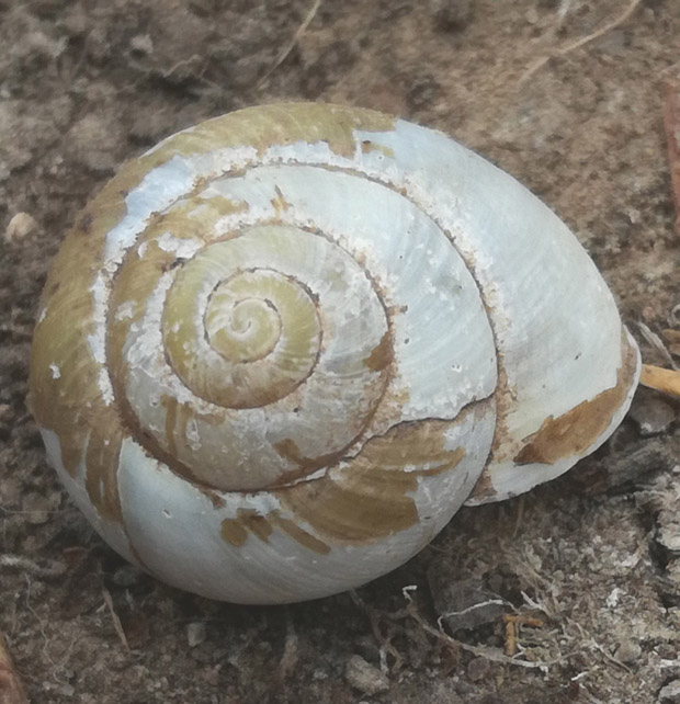 Pfingststurm
