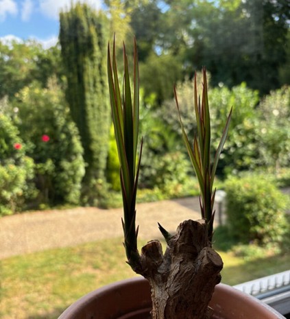 Ein Staunen die Natur erfasst